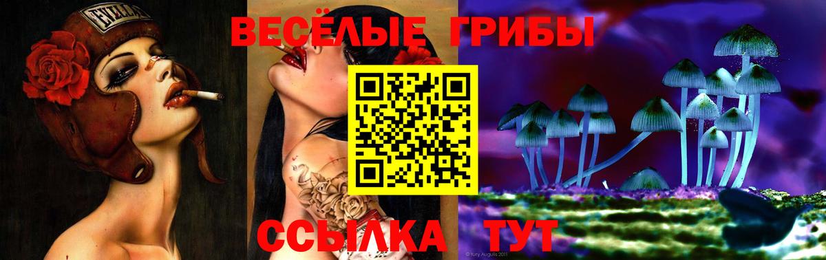 Псилоцибиновые грибы Cubensis Шахты